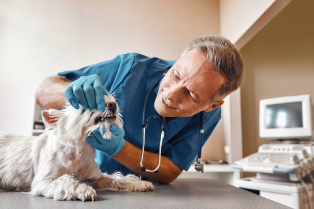 Best Weekend Emergency Dental Services in Knox, IN